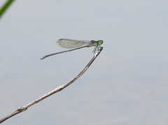 Pseudagrion indicum