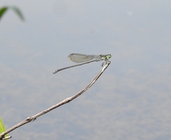 Pseudagrion indicum