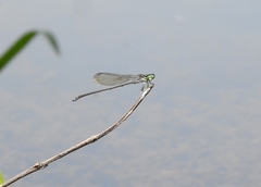 Pseudagrion indicum