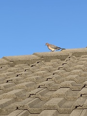 Streptopelia senegalensis