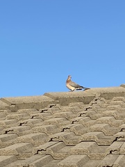 Streptopelia senegalensis
