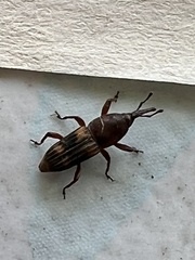 Diocalandra frumenti