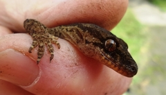 Dactylocnemis pacificus