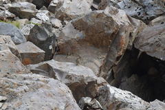 Prunella modularis occidentalis