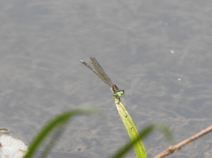 Pseudagrion indicum