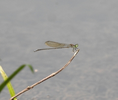 Pseudagrion indicum
