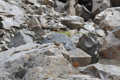 Prunella modularis occidentalis