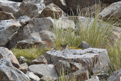 Prunella modularis occidentalis