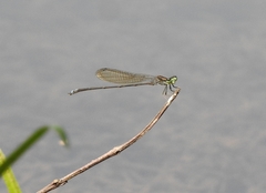 Pseudagrion indicum