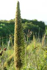 Agave attenuata