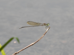 Pseudagrion indicum