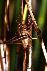 Alfredectes