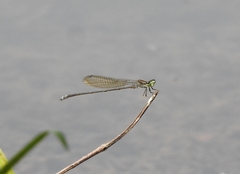 Pseudagrion indicum