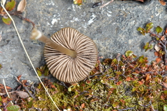Entoloma perzonatum