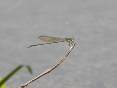 Pseudagrion indicum