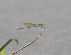 Pseudagrion indicum