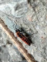 Tropidothorax sinensis