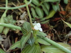 Callisia gentlei elegans