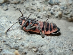 Tropidothorax sinensis