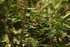 Platysteira concreta