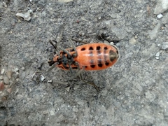 Tropidothorax sinensis