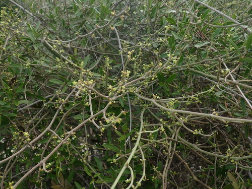 Cynanchum gerrardii