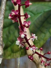 Trichostigma peruvianum