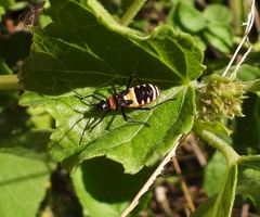 Aulacosternum nigrorubrum