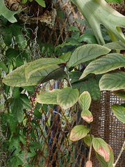 Trichostigma peruvianum