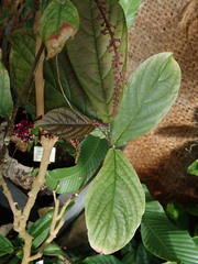 Trichostigma peruvianum