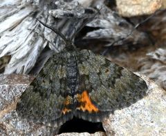 Paranotoreas brephosata