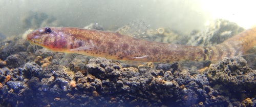 Zaag-dwergmodderkruiper (Kottelatlimia pristes) — Cobitidae
