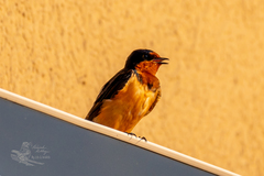 Hirundo rustica