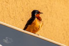 Hirundo rustica