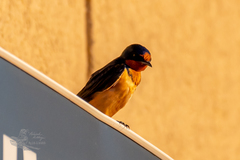 Hirundo rustica