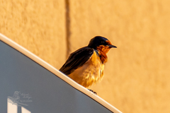 Hirundo rustica