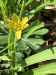 Gagea lutea