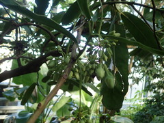 Brexia madagascariensis