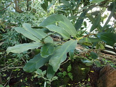 Brexia madagascariensis