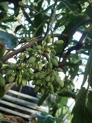 Brexia madagascariensis