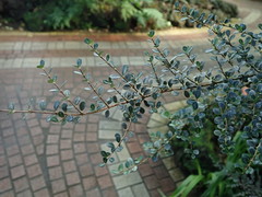 Fernelia buxifolia