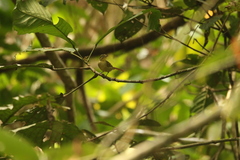 Phyllastrephus icterinus