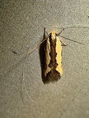 Ardozyga catarrhacta