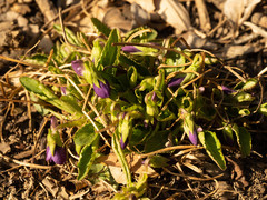 Viola prionantha