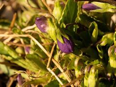 Viola prionantha