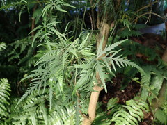 Ruizia cordata