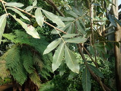 Cossinia pinnata