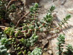Sedum oaxacanum