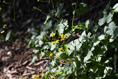 Cineraria erodioides