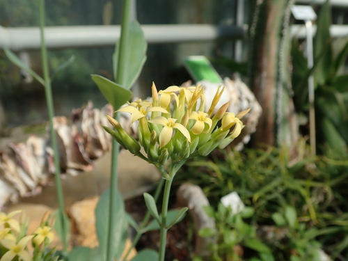 Kalanchoe bentii C.H.Wright